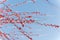 Dense of Texas winterberry Ilex Decidua red fruits on tree branches on sunny winter day