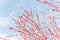 Dense of Texas winterberry Ilex Decidua red fruits on tree branches on sunny winter day
