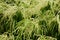 Dense and thick cotton grass pattern