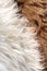 Dense thick white and brown sheepskin rug fur extreme macro