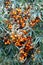 Dense thicket bushes with lot of curative ripe orange berries of sea buckthorn front view