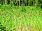 Dense thicket of reeds on the forest lake shore