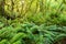 Dense thicket in the temperate rainforest, South Island, New Zealand