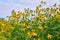 Dense thickets of blooming artichoke on blue sky background.