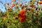 Dense thickets of fading orange cosmos Cosmos sulphureus with buds and seeds against a blue sky