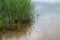 Dense thickets of fresh green reeds reflecting on calm surface of bluish water of the lake in sandy shallow water