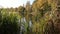 Dense thickets of grass on the lake in autumn