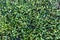 Dense thickets of green marsh plants