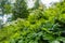 Dense thickets of Hogweed.