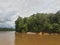 A dense tree on the Banks of the barito river