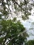 Dense tree branches covering the sky feels very natural