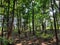 Dense tree cover in a tropical forest in Asia