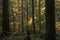 Dense trees along a forested hiking trail