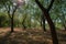 Dense trees in a garden in the city of Jeddah Saudi Arabia