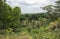 Dense Tropical Forest on Dravuni Island