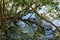 Dense tropical mangrove vegetation