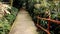 Dense tropical rain forest walkway with stairs and wooden bamboo handrails