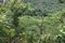 A dense tropical rainforest and bamboo forest viewed from a lookout on the Waikamoi Nature Trail, in Haiku