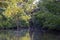 Dense tropical river vegetation