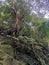 Dense tropical trees and fern grass grow on mossy rocky stone mountain in rainforest. Forest or jungle landscape view