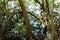 Dense and typical vegetation of the tropical mangroves