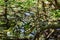 Dense and typical vegetation of the tropical mangroves