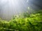 Dense underwater watermilfoil vegetation with sunrays