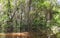 Dense Vegetation On Cuyabeno River