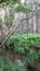 A dense vegetation in a jungle with ferns, trees, grass and swamp.