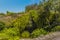 Dense vegetation surrounds a waterfall in Barbados