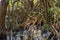 Dense vegetation in the tropical mangrove forest with its roots meeting the sea