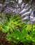 Dense vegitation of fern Hawaii