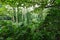 Dense verdant green tropical rainforest vegetation