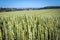 Dense wheat with full grain ripening spikes on the background of the village with a small lake