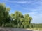 Dense willow trees and clear sky