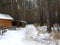 Dense winter forest and trail