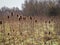 Dense winter teasels at Barlow Common, North Yorkshire, England