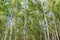 Dense, young birch forest for wallpaper or background