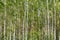 Dense, young birch forest for wallpaper or background