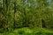 Dense young spring forest in the flemish countryside