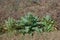 Denseflower mullein Verbascum densiflorum