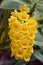 Densely Flowered Dendrobium