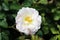 Densely layered rose with fully open blooming pure white with light pink petals and yellow center growing in local garden