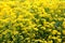 Densely planted Basket of gold or Aurinia saxatilis evergreen flowering plants with bright yellow flowers starting to open