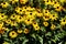 Densely planted Black-eyed Susan or Rudbeckia hirta flowering plants with open blooming bright yellow flowers with dark center