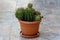 Densely planted Cactus plants in plastic flower pot on ceramic tiles in front of family house