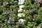 Densely planted Floss flower or Ageratum houstonianum annual plants with fuzzy tufted violet flowers in rounded dense flower heads