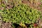 Densely planted Good luck plant or Oxalis tetraphylla plants growing in form of small bush filled with tiny green leaves