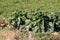 Densely planted old Kale or Leaf cabbage plants with thick leaves growing in home garden surrounded with small fence