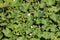 Densely planted ornamental gourd plants with large dark green leaves and partially open white flowers mixed with flower buds